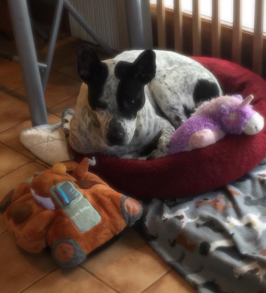 Pillow Pals Squeaky Stuffed Dog Toys: M, L & XL