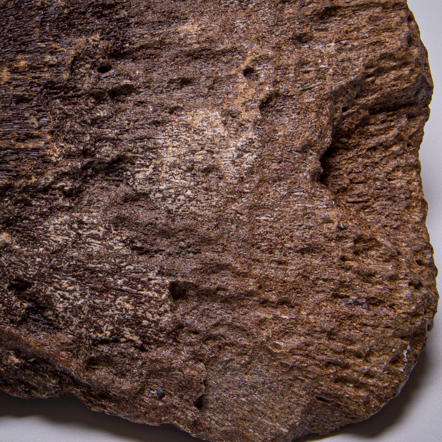 Plesiosaur Paddle Fossil