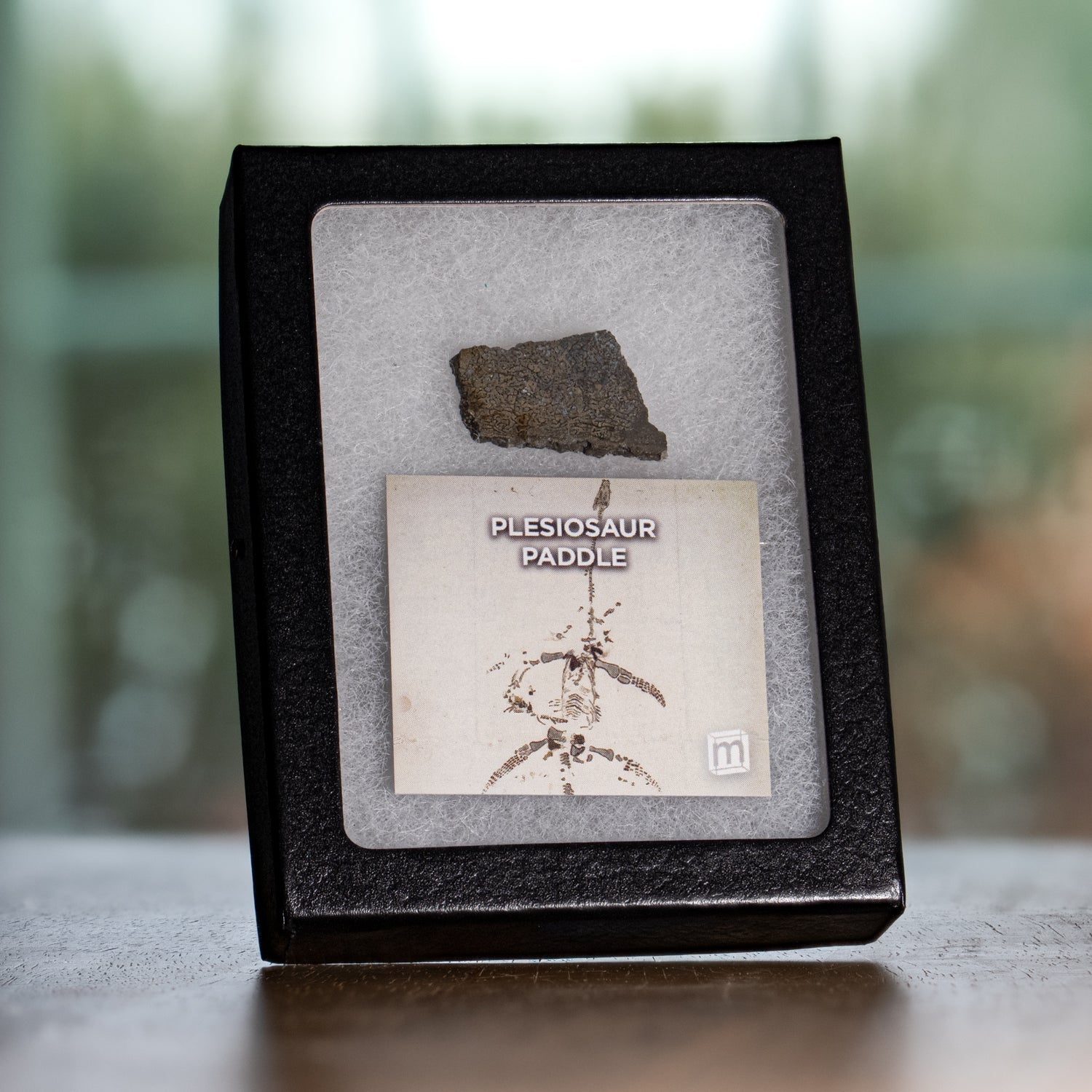 Plesiosaur Paddle Fossil