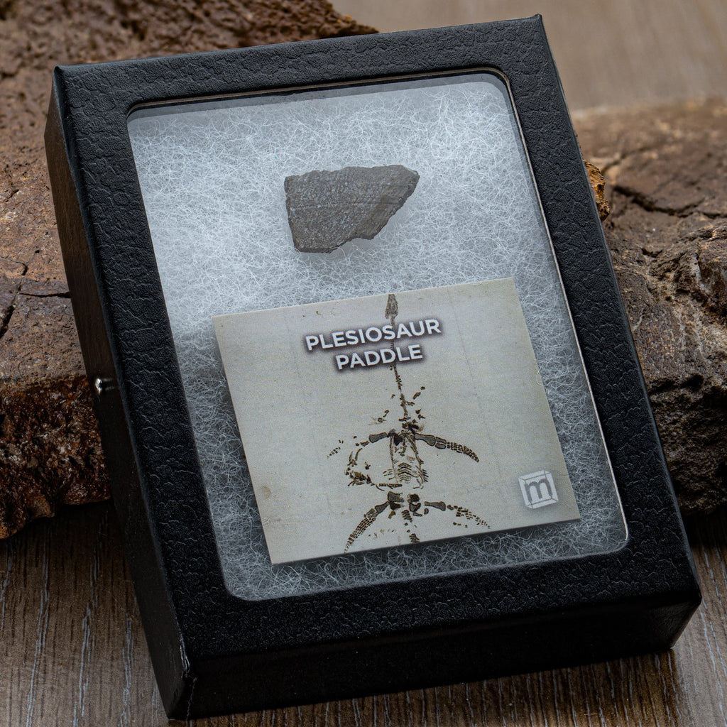 Plesiosaur Paddle Fossil