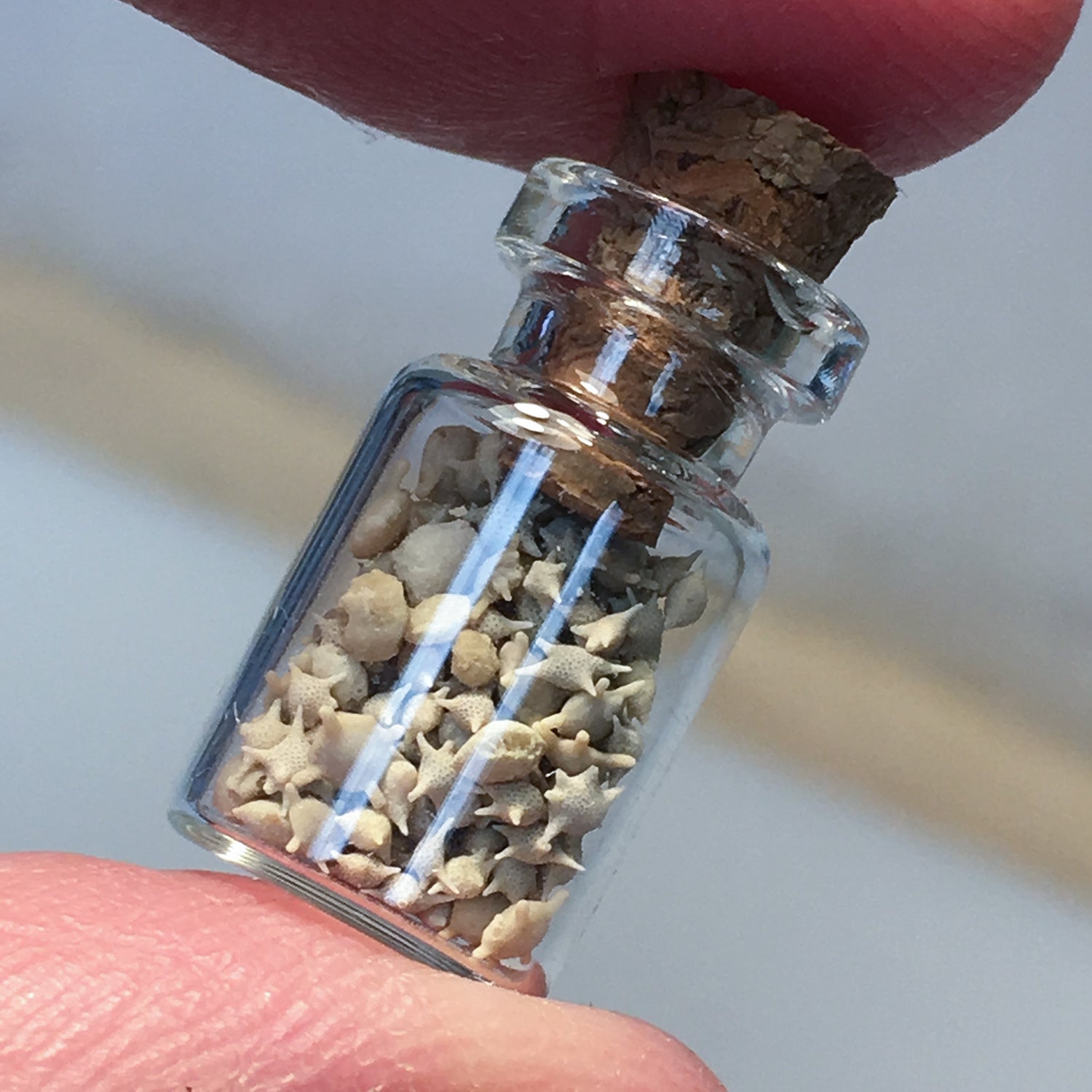 Japanese Star Sand
