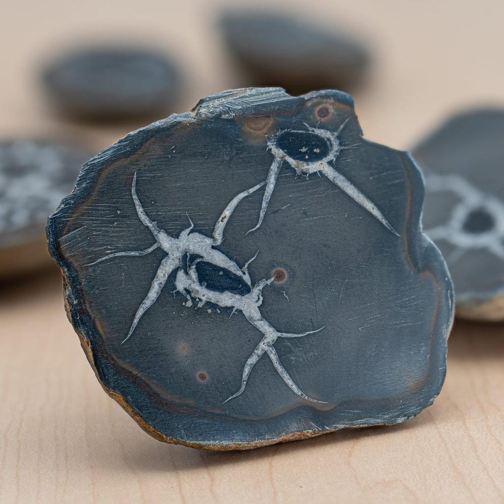 Septarian Nodules