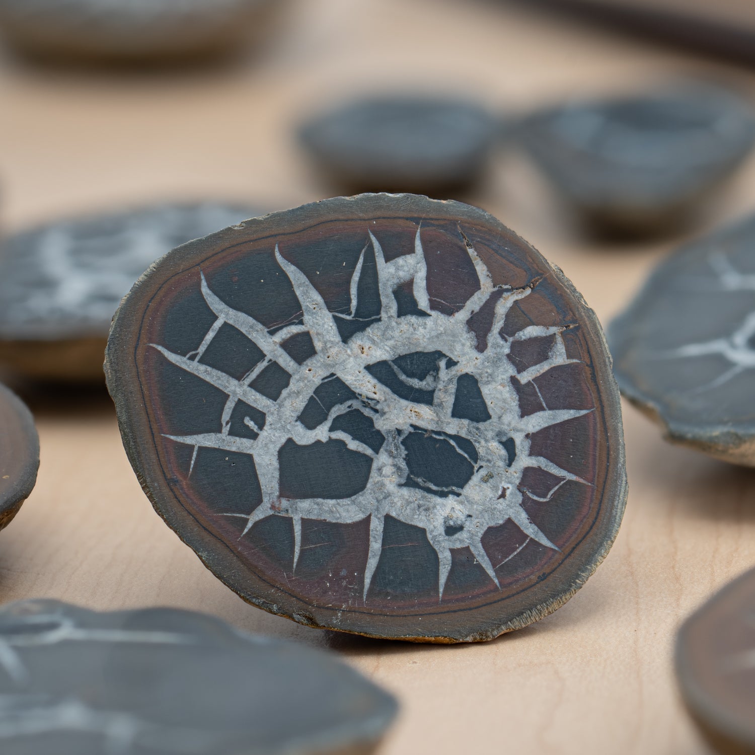 Septarian Nodules