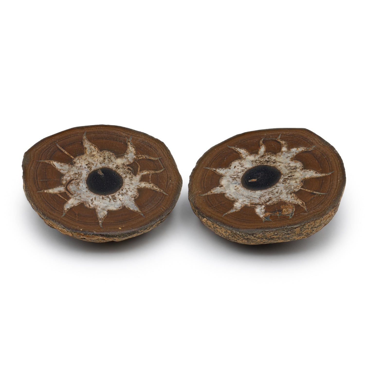 Septarian Nodules