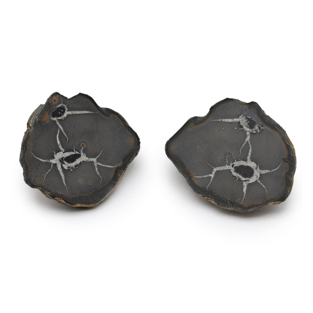 Septarian Nodules