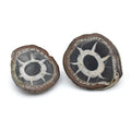 Septarian Nodules
