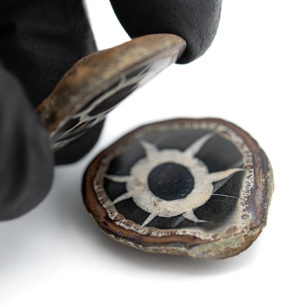 Septarian Nodules