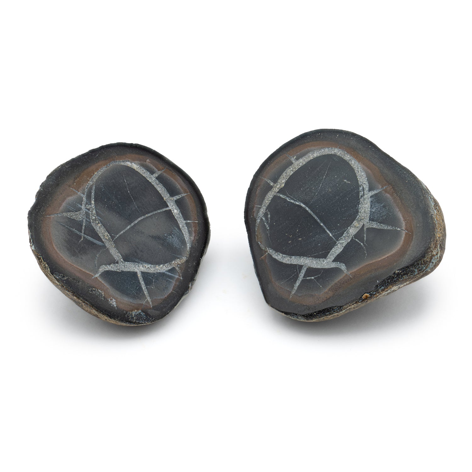 Septarian Nodules