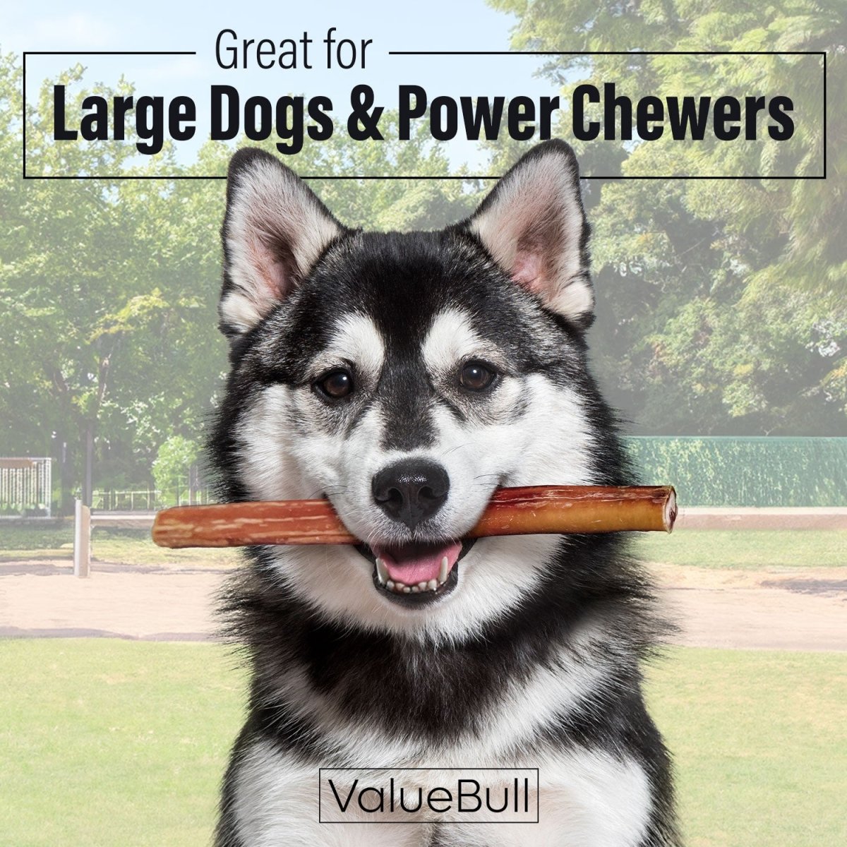 ValueBull Bully Sticks for Large Dogs, Jumbo 12 Inch, 25 Count
