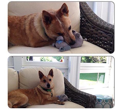Small Stuffed SQUEAKY Dog & Puppy Toys / 10-30 lbs.