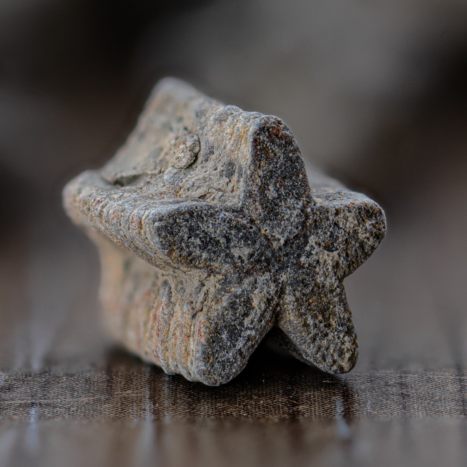 Crinoid "Star Stick" Pocket Fossil