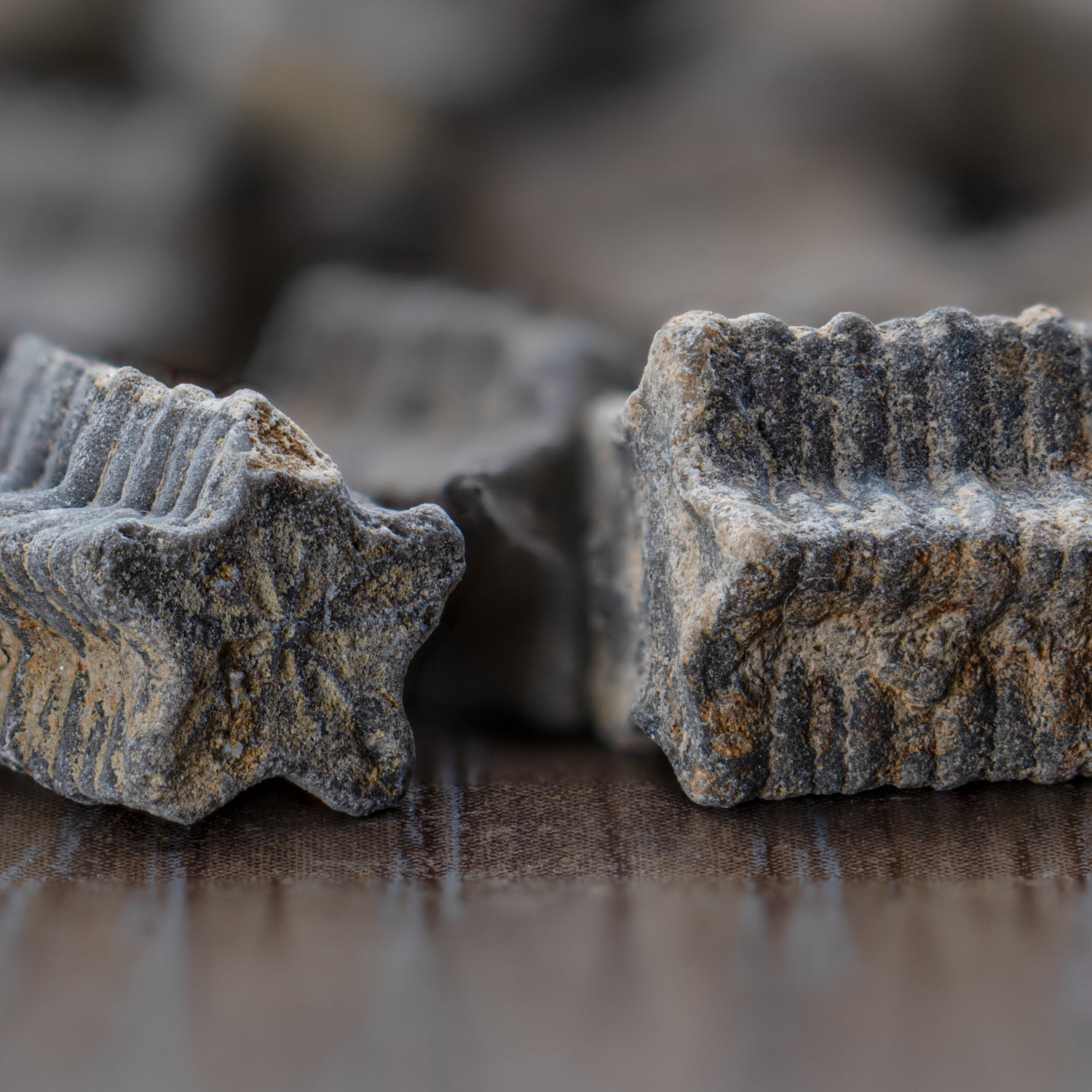 Crinoid "Star Stick" Pocket Fossil