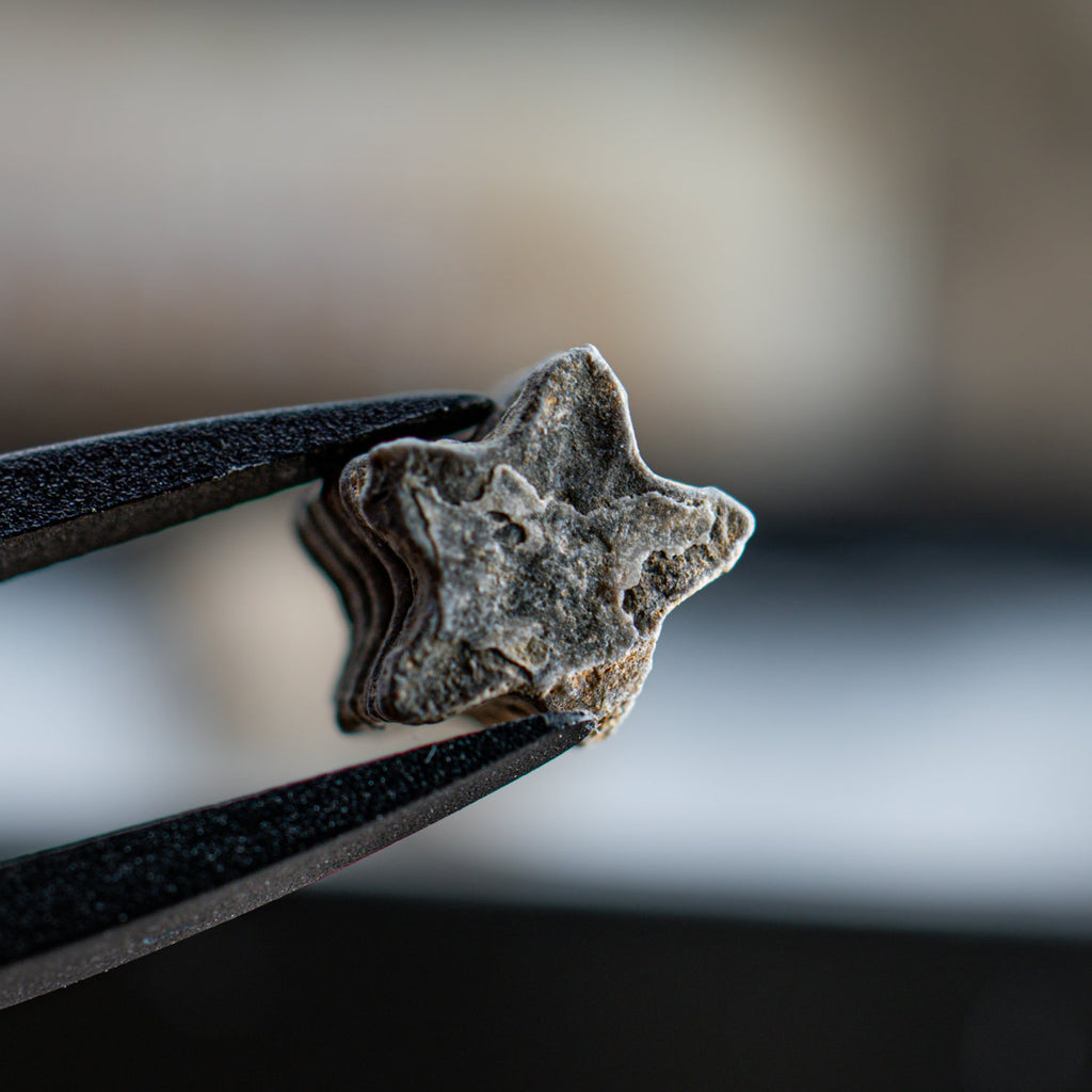 Crinoid "Star Stick" Pocket Fossil