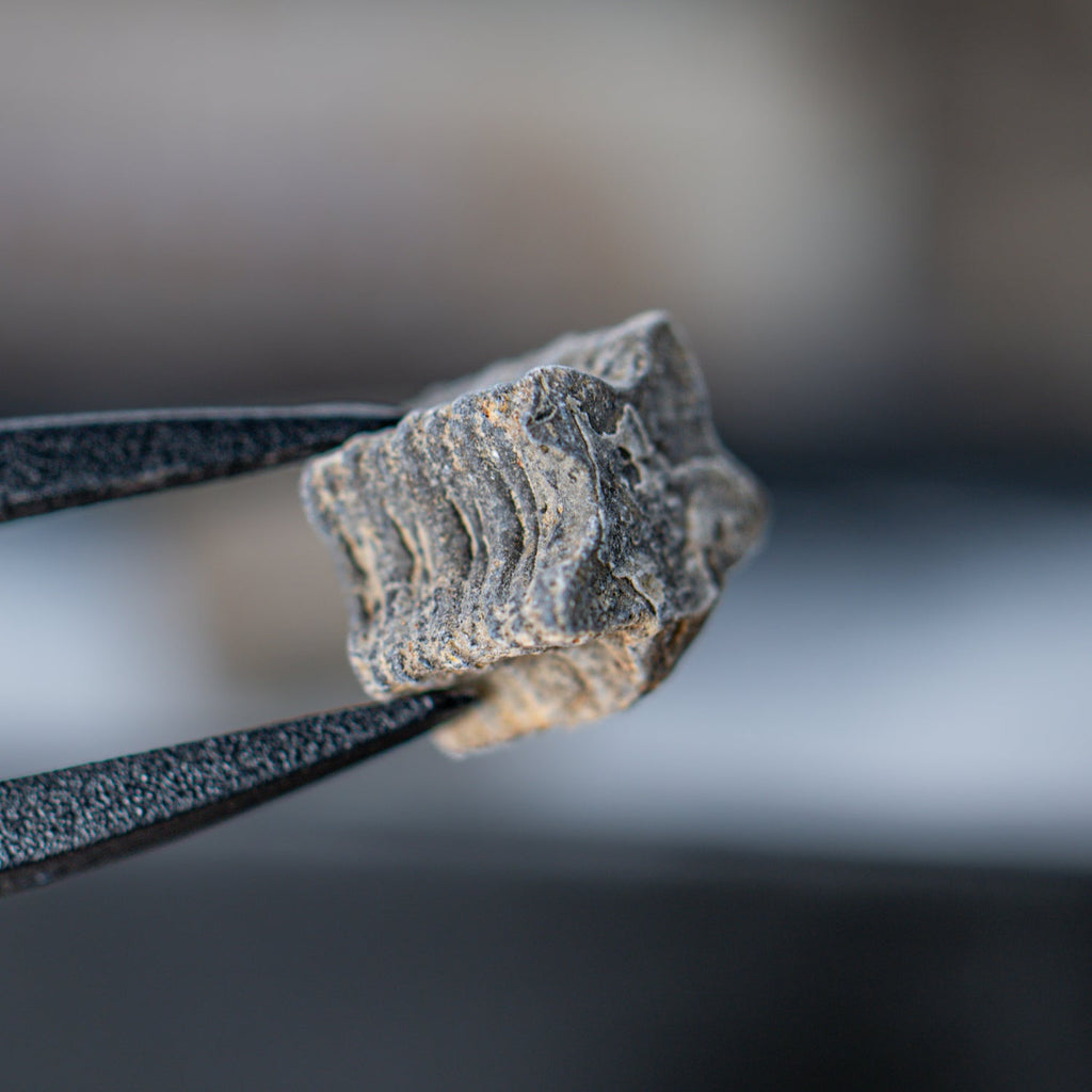 Crinoid "Star Stick" Pocket Fossil