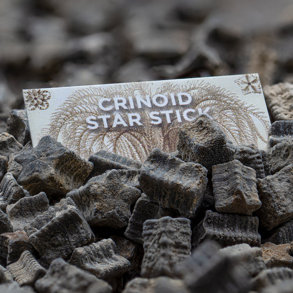 Crinoid "Star Stick" Pocket Fossil