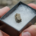 Crinoid "Star Stick" Pocket Fossil