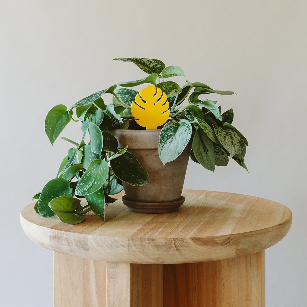 Sticky Traps for Plant Pests