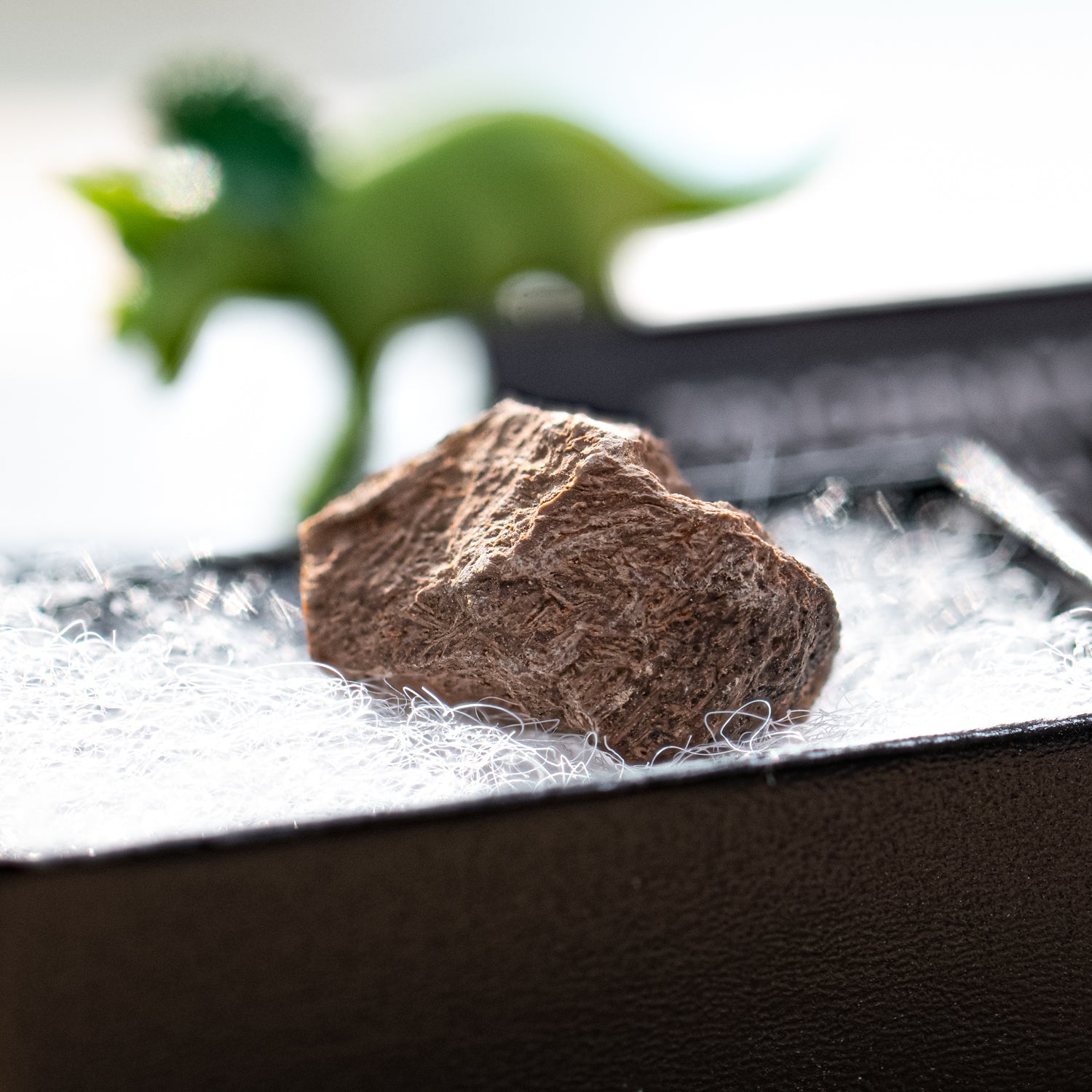 Terrific Triceratops Frill Pocket Fossil