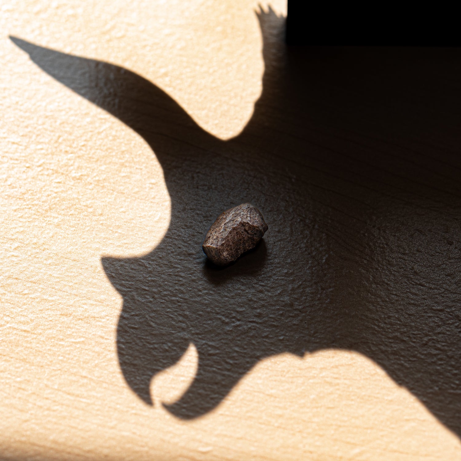 Terrific Triceratops Frill Pocket Fossil