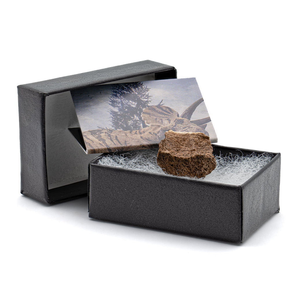 Terrific Triceratops Frill Pocket Fossil