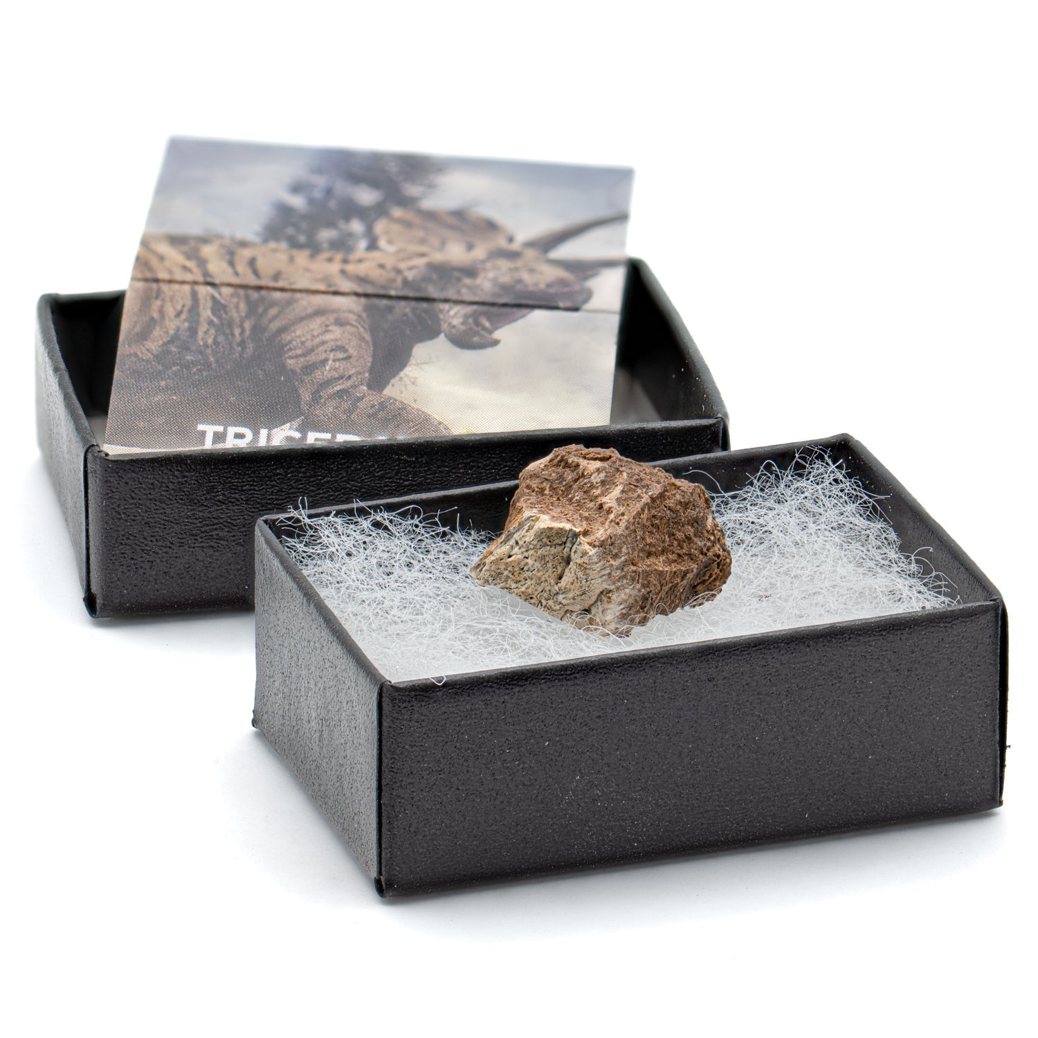 Terrific Triceratops Frill Pocket Fossil