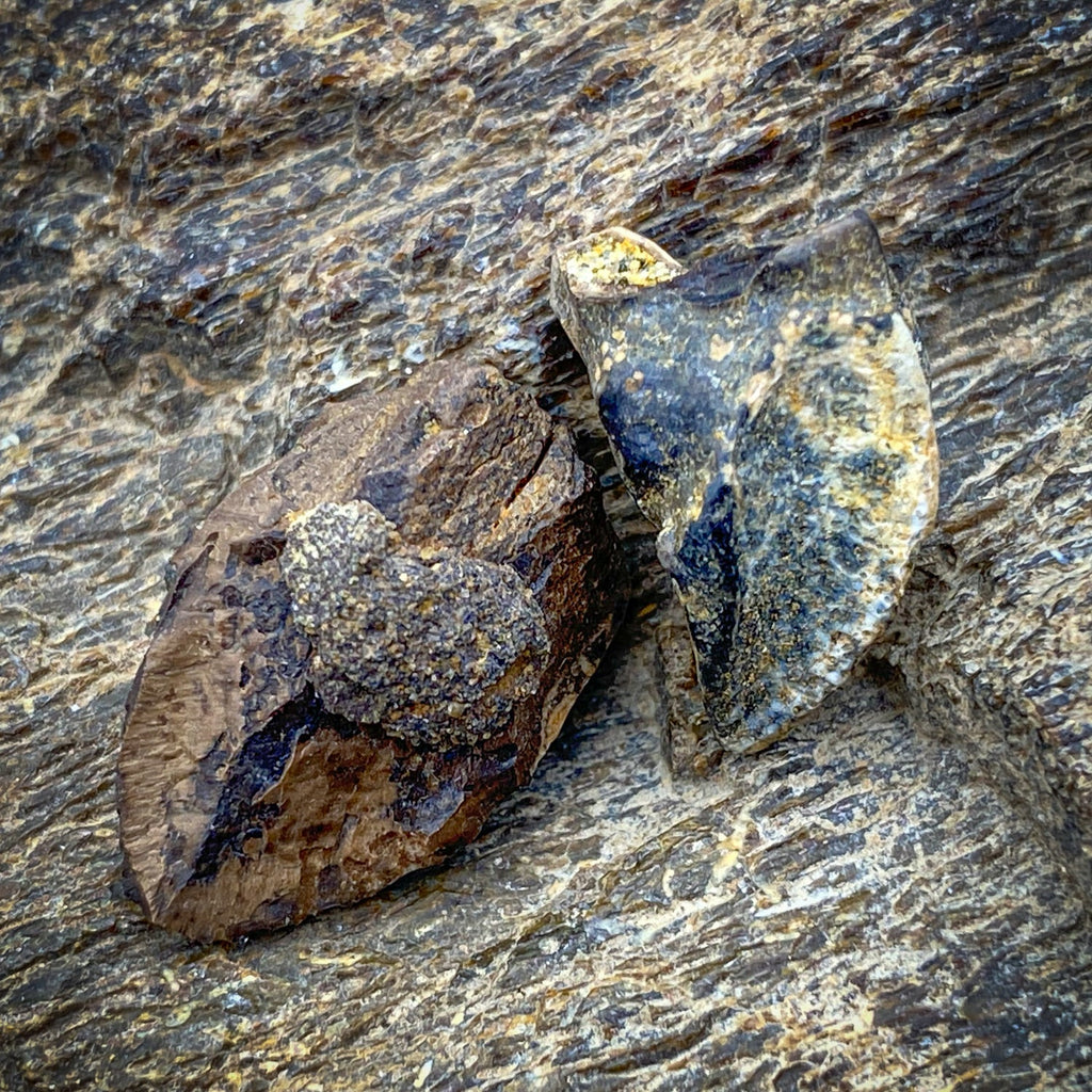Triceratops Tooth