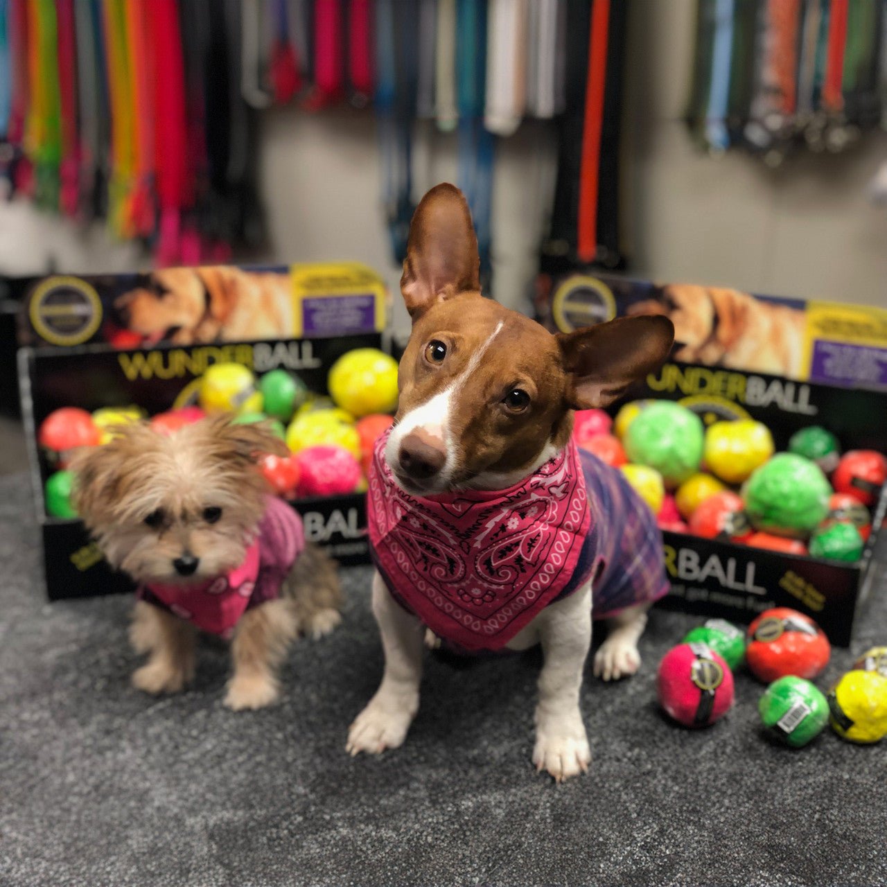 WUNDERball - Best Fetch Toy - PhishStones Products